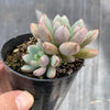 Graptoveria 'Purple Dream' (w/pup)