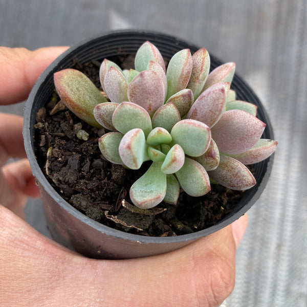 purple dream succulent Graptoveria 'Purple Dream' (w/pup) – LET LOVE GROW (Succulent & Cactus)