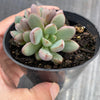 Graptoveria 'Purple Dream' (w/pup)