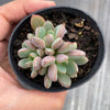 Graptoveria 'Purple Dream' (w/pup)