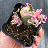 Senecio articulatus f. variegatus ( VARIEGATED CANDLE PLANT )