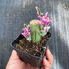 Senecio articulatus f. variegatus ( VARIEGATED CANDLE PLANT )