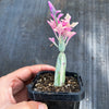 Senecio articulatus f. variegatus ( VARIEGATED CANDLE PLANT )