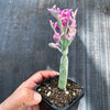 Senecio articulatus f. variegatus ( VARIEGATED CANDLE PLANT )