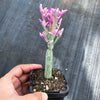 Senecio articulatus f. variegatus ( VARIEGATED CANDLE PLANT )