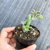 Senecio articulatus ( The Candle Plant )