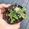 Senecio articulatus ( The Candle Plant )