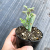 Senecio articulatus ( The Candle Plant )