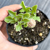 Senecio articulatus ( The Candle Plant )