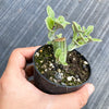 Senecio articulatus ( The Candle Plant )