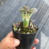 Senecio articulatus ( The Candle Plant )