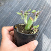 Senecio articulatus ( The Candle Plant )