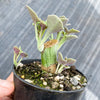 Senecio articulatus ( The Candle Plant )