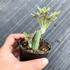 Senecio articulatus ( The Candle Plant )