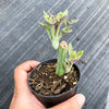 Senecio articulatus ( The Candle Plant )