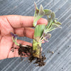 Senecio articulatus ( The Candle Plant )