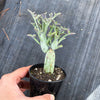 Senecio articulatus ( The Candle Plant )