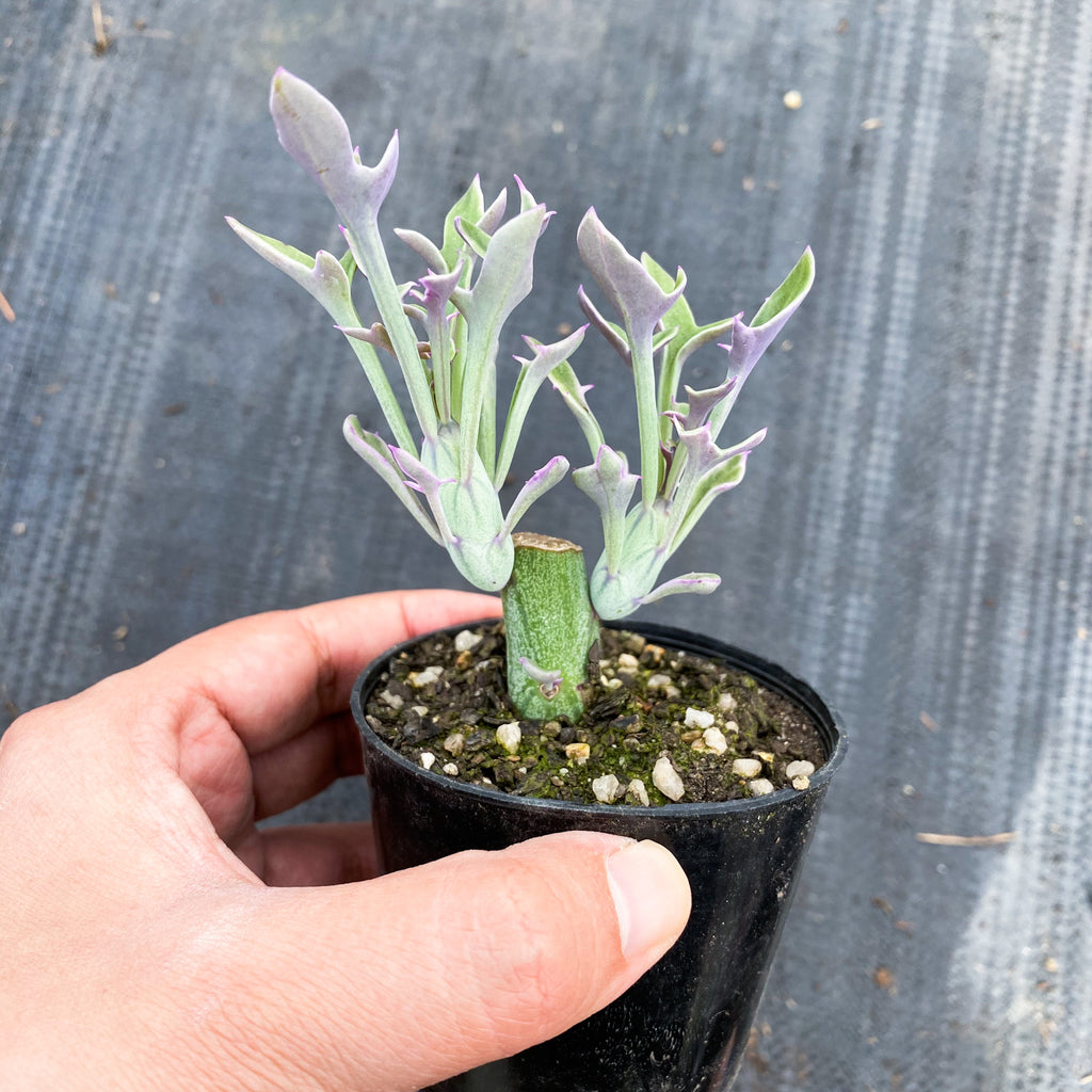 Senecio articulatus ( The Candle Plant )