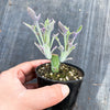 Senecio articulatus ( The Candle Plant )
