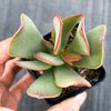 Adromischus sphenophyllus