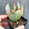 Adromischus sphenophyllus