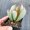 Adromischus sphenophyllus