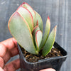 Adromischus sphenophyllus