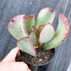 Adromischus sphenophyllus