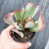 Adromischus sphenophyllus