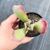 Adromischus sphenophyllus