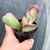 Adromischus sphenophyllus