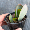 Adromischus sphenophyllus