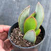 Adromischus sphenophyllus