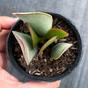 Adromischus sphenophyllus