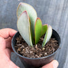 Adromischus sphenophyllus