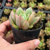 Echeveria agavoides 'Blue moon'