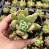 Echeveria agavoides 'Blue moon'