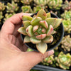 Echeveria agavoides 'Blue moon'
