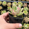 Echeveria agavoides 'Blue moon'