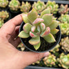 Echeveria agavoides 'Blue moon'