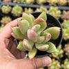 Echeveria agavoides 'Blue moon'