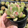 Echeveria agavoides 'Blue moon'