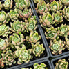Echeveria agavoides 'Blue moon'
