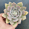 Echeveria 'Gunsyn'