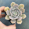 Echeveria 'Gunsyn'