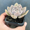 Echeveria 'Gunsyn'