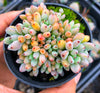 Graptopetalum pachyphyllum