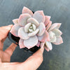 xGraptoveria Pink Laui