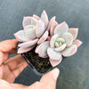 xGraptoveria Pink Laui