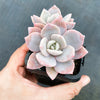 xGraptoveria Pink Laui